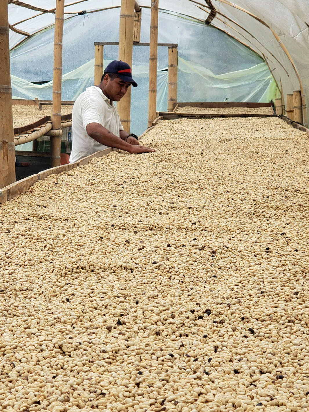 Washed Castillo Arabica – PUEBLO57